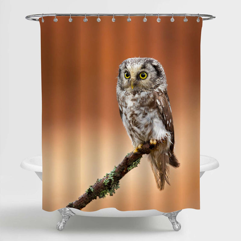 Boreal Owl Sitting on a Tree Branch Shower Curtain - Brown Orange